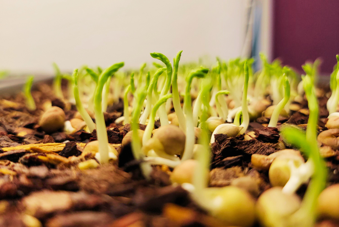 Speckled Pea Microgreens