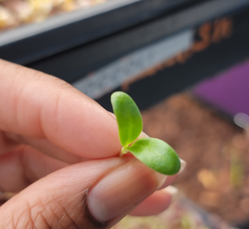 Two Fingers holding a microgreen