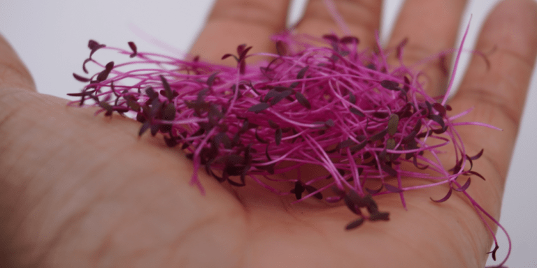 Me holding microgreens